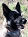 Falka at 5 years - Head Shot