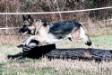 Falka at 5 years - Obedience Work