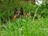 in tulips and grass