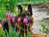 behind tulips
