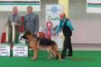 Reserve best puppy in show. (all breed show)