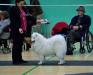 At an Open show, Beau came placed Best puppy in breed &amp; Group 1 puppy 