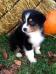 Puppy pic