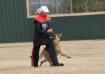 Heeling in AKC WDS Trial