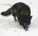 winter GSD