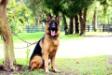 He is an extremely large dog, very sweet and with incredible temperament