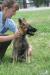 german shepherd dog