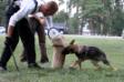 german shepherd dog
