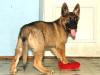 german shepherd dog