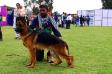 SG7, VP5 Han Henas MArco (Arjun) @ 14 months SICK, CCC Show in OOty on May 10, 2015