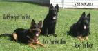 Spirit (mum) Majic and Bogart (father) when Majic is 6 months