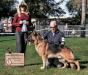 Ch. Kappo von Eisenwerk, be awarded a 4pt Major Select win, at a specialty hosted by the Grand Canyon German Shepherd Dog Club. Dec 2015