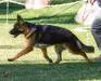 Gaiting photo at Grand Canyon German Shepherd Dog Specialty.   6-9 Class win under Mr. James Moses.