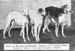 Team of Russian wolfhounds. Czarina II O' Valley Farm, Porlik O' Valley Farm and Champion Postel from a 1914 Vanity Fair magazine