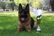 Kerry with his VA1 Sieger trophy from the Canadian Sieger show 