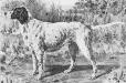Gladstone (1876) 113 v1 (7152) From the Field Trial Record of Dogs in America