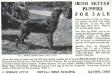 Smada Byrd&#x27;s King, Kennel Ad