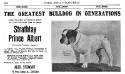 Strathtay Prince Albert &#x27;s Kennel ad from the dog fancier