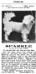Sparkle (097226) from a 1906 The Dog Fancier Kennel Ad