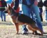 VP-2 Hundesport Club of Florida SV Rüdiger Mai