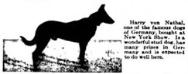 Harry vom Nahetal from a 1914 Elmview Kennel ad in Vanity Fair