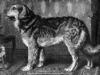 The Leonberger of the late 1800s