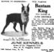 Bantam King&#x27;s 1922 kennel ad in Dogdom Montly