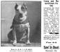 Terry Jr (088029)&#x27;s 1907 Kennel Ad in The Dog Fancier