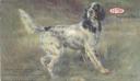 Lady's Count Gladstone (001900)'s Stud Card