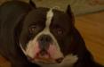 Gottyline's Dax Head