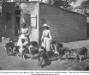 A Top Collie Kennel in 1908