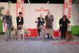 Internazionale Pistoia 13-2-2016 bis coppie 3° classificati con il Padre Yago degli Svevi di Barion giudice Signor Condò