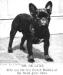 DR De Luxe, Best French Bulldog at the Hotel Astor Show