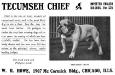 Tecumseh Chief
