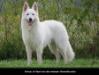 Apache nach dem baden im Pool - Apache after a bath in the pool