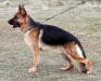 Falco Weisse Agram 11 months