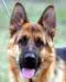 Falco Weisse Agram 11 months