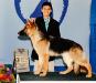 Xander 6 months old, first AKC show
