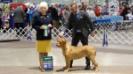 AKC Champion as of 19 March 2016