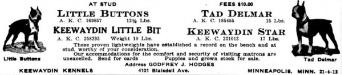 Little Buttons and Tad Buttons from a 1922 Dogdom ad for Keewaydin Kennels of Minneapolis Minnesota