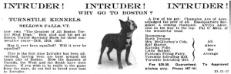Intruder (1915) AKC 214697 from Turnstile Kennels of Belows Falls, Vermont