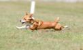 Lure coursing