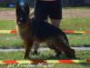 Będzin DogShow 2015