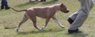 Reina gaiting in the show ring.