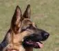 Sachse Athena 9 Months old SATS