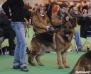 Zamp @ "Crufts" 2008 in Birmingham, England