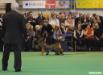 Zamp @ "Crufts" 2008 in Birmingham, England