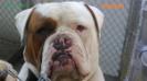 KIng Buker Dl's berber