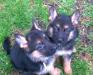 Hulio vom Kaiser Schloss 6 weeks old daughter and son.