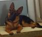 Kayla is from Thor and Heidi's 2nd litter.